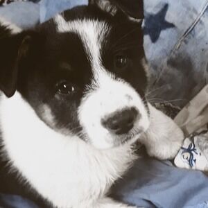 Meet your Posher, Ayla